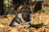 BERGER ALLEMAND 601